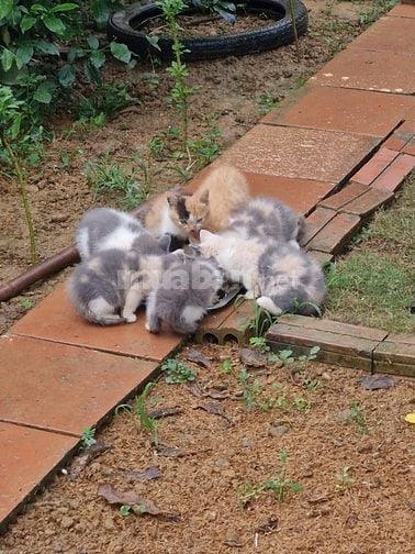 Chính chủ bán đất tặng nhà mới đẹp view cao thoáng phú cát mới