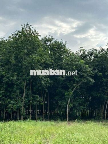 Đất mẫu giá rẻ đường ĐH-507 xã An Linh 1,8ha giá 10,9 tỷ