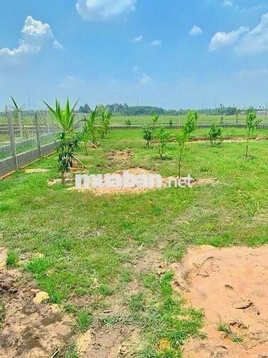 Đất nhà vườn Gần TTHC xả phú giáo HCM giá 550tr sổ sẳn