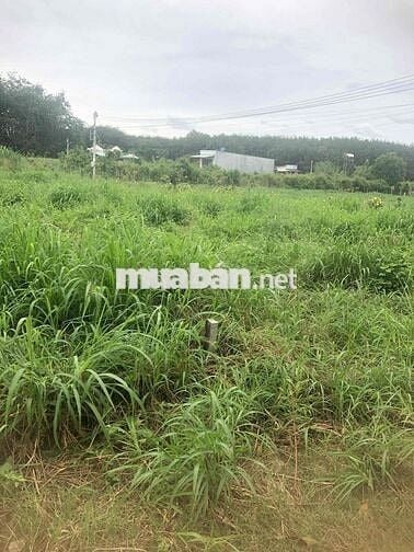 Sang nhanh lô đất ở 183m2 gần trường Nguyễn Huệ giá chỉ 270tr