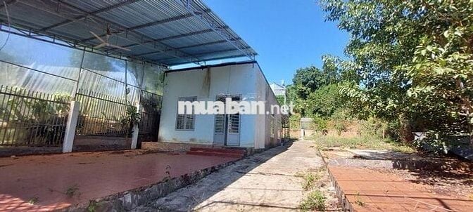 Đi định cư nước ngoài bán lỗ lô 889m2 giá 300 triệu có sẵn nhà cấp 4