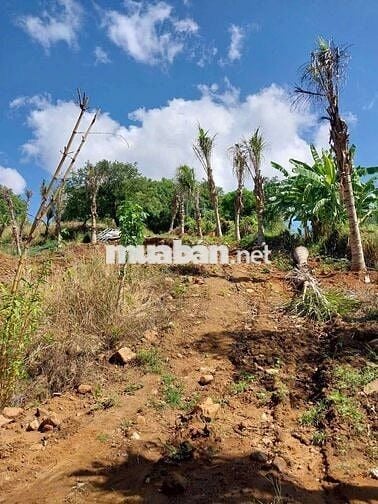 Kẹt tiền bán rẻ farm gần TP Phan Rang