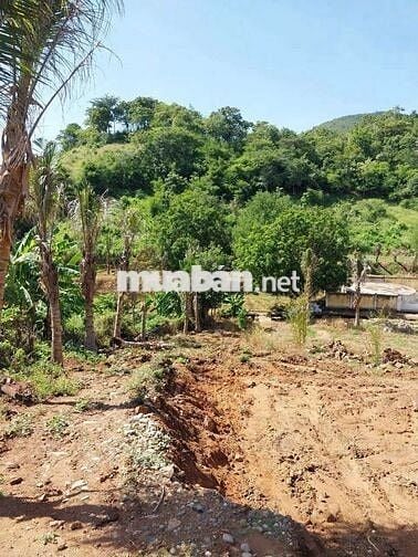 Kẹt tiền bán rẻ farm gần TP Phan Rang