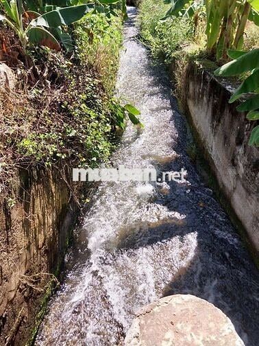 Kẹt tiền bán rẻ farm gần TP Phan Rang