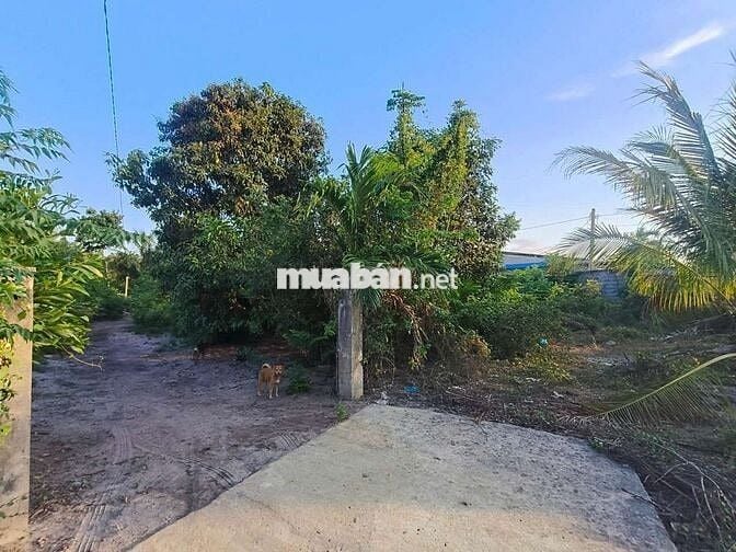 ĐẤT PHỦ HỒNG - ĐƯỜNG BÊ TÔNG - CÓ NHÀ C4 - GIÁ RẺ !