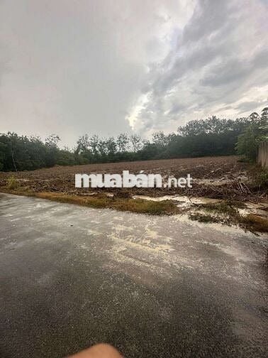 Đất sào xã An Linh 4.000m² có 300m thổ cư giá bán 2 tỷ 500 triệu