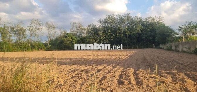 Đất sào xã An Linh 4.000m² có 300m thổ cư giá bán 2 tỷ 500 triệu