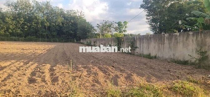 Đất sào xã An Linh 4.000m² có 300m thổ cư giá bán 2 tỷ 500 triệu