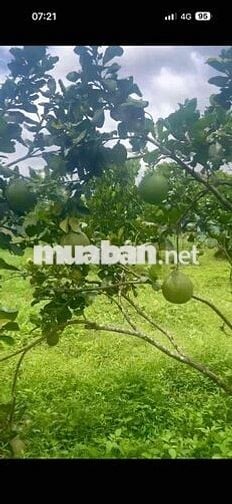 LONG KHÁNH NƠI KHÍ HẬU ĐẸP QUANH NĂM, CẦN BÁN GẤP 1 NỀN ĐẤT TẠI PHƯỜNG