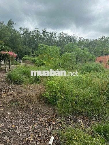 Cần bán đất có thổ cư  mặt tiền đường nhựa An Long, Phú Giáo.