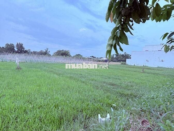 BÁN ĐẤT MT 16.5X30 LÊ MINH NHỰT–TÂN AN HỘI,CỦ CHI 🌳 CHỈ 11 TRIỆU/M2