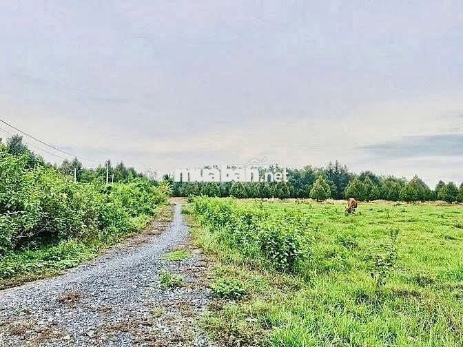 CẦN BÁN LÔ ĐẤT 1000M2 GẦN KHU CN PHƯỚC ĐÔNG, TÂY NINH GIÁ 1 TỶ 2