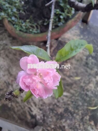 🏠 BÁN NHÀ MỚI XÂY CHÍNH CHỦ – NGAY TRẦN QUANG CƠ, NGUYỄN ẢNH THỦ, Q12