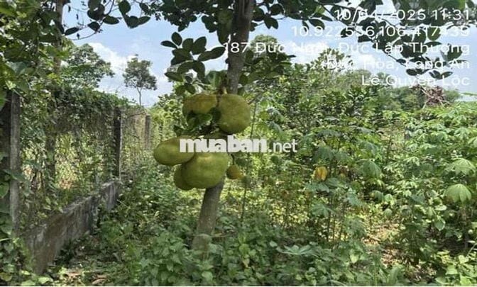 Bán gấp nhà kiên cố tại Đức Lập Thượng, Đức Hoà, Long An, giá 2.285 tỷ