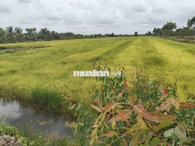 Bán Quỹ đất tại Thạnh Lợi, Bến Lức, Long An cũ