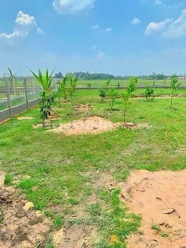 Đất nhà vườn giá ngộp gần TTHC xả Phú giáo 550tr /500m2 thổ cư sổ sẳn 