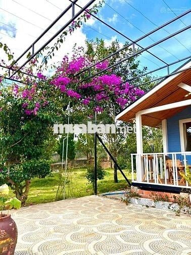 Bán lại lô đất 388m2 giá 489triệu sẵn căn bungalow - sân vườn - hồ cá