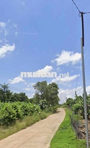 Bán vườn sầu riêng hơn 3 năm tuổi