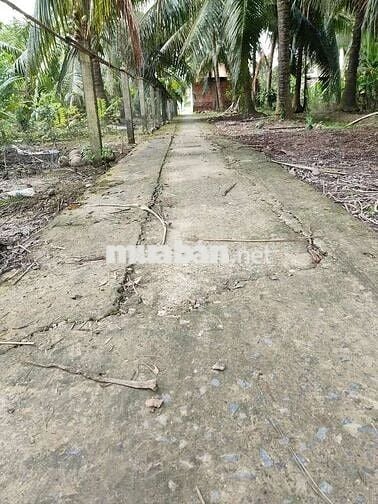 600tr 1200m2 lộ nhựa Lê Thị Lệ Chi (cách 60m) Chợ Gạo Tiền Giang