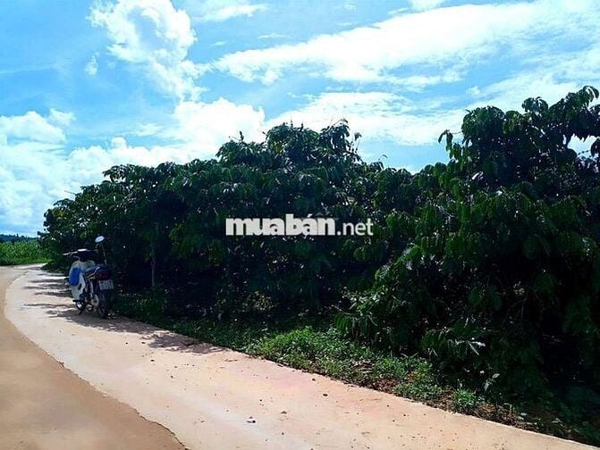 CHÍNH CHỦ CẦN BÁN ĐẤT VIÊ HỒ TỪ LIÊM _ NAM BAN _ VEN ĐÀ LẠT