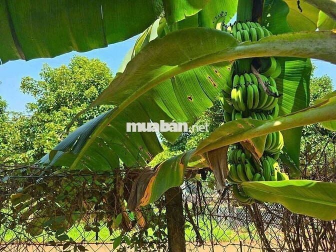 Bán lô đất vườn cafe + trái cây nguồn thu ổn định ven Đà Lạt