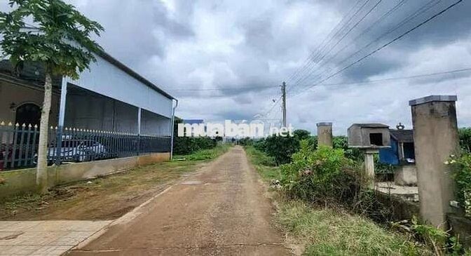 Bán lô đất vườn cafe + trái cây nguồn thu ổn định ven Đà Lạt