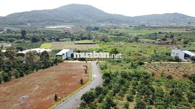 Bán lô đất vườn cafe + trái cây nguồn thu ổn định ven Đà Lạt