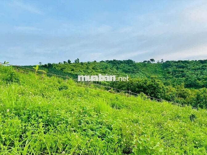 Bán lô đất vườn cafe + trái cây nguồn thu ổn định ven Đà Lạt