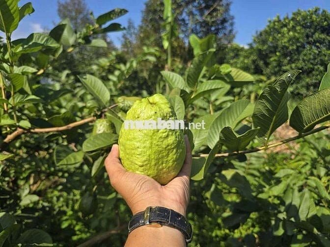 Bán lô đất vườn cafe + trái cây nguồn thu ổn định ven Đà Lạt