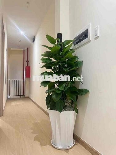 BÁN CHDV VỊ TRÍ VÀNG TRUNG TÂM BÌNH THẠNH - DÒNG TIỀN 1.1 TỶ/NĂM