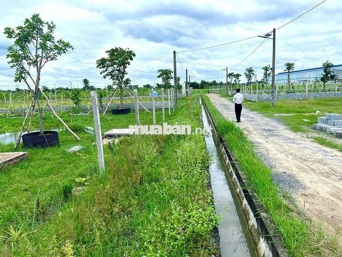 Đất vườn 1600m2, ngay TT Gò Dầu, TN, SHR, dân cư sầm uất, giá 1,5 tỷ