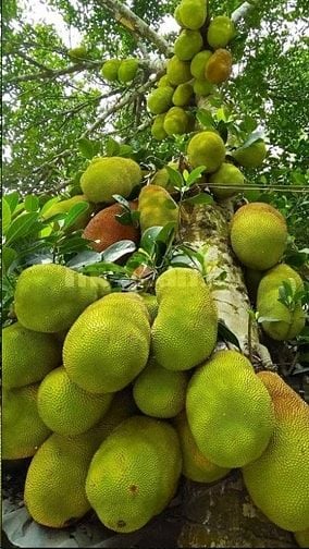 Bán gấp nhà vườn trái cây 630m2 có nhà cấp 4 sẵn vườn cây trái có 100m