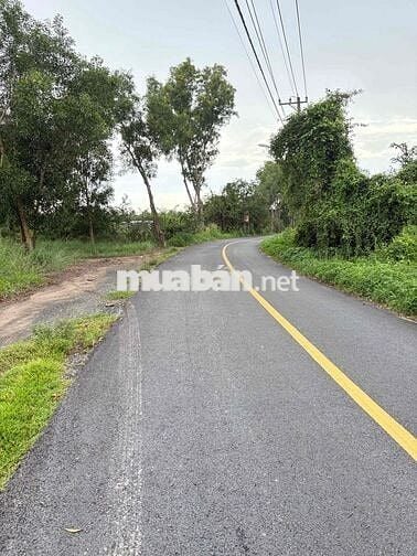 Kẹt tiền bán gấp khu đất lúa (4620m2) đường Cá lăng, xã phú hoà đông