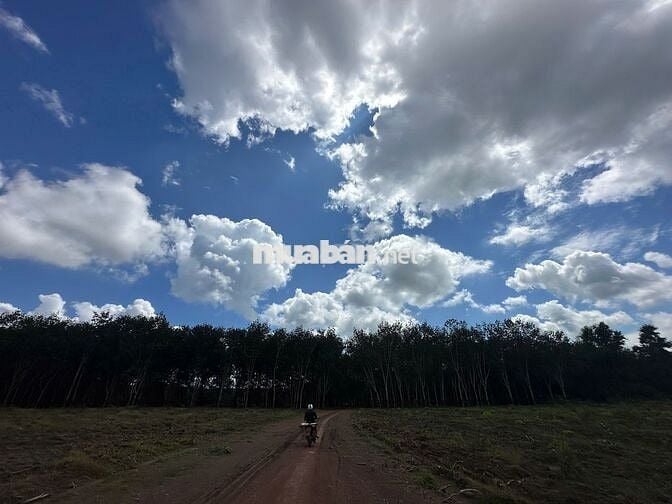 Chủ cần bán gấp đất nền 1100m2 tại xã Tân Lợi, Đồng Phú, 400 triệu,.