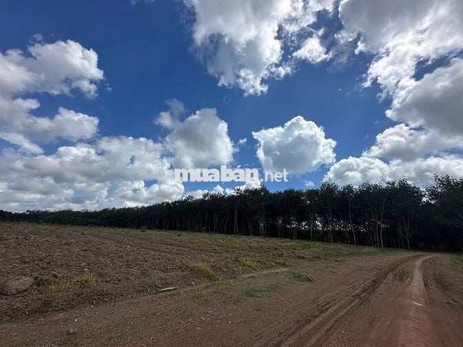 Chủ cần bán gấp đất nền 1100m2 tại xã Tân Lợi, Đồng Phú, 400 triệu,.