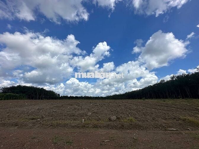 Chủ cần bán gấp đất nền 1100m2 tại xã Tân Lợi, Đồng Phú, 400 triệu,.