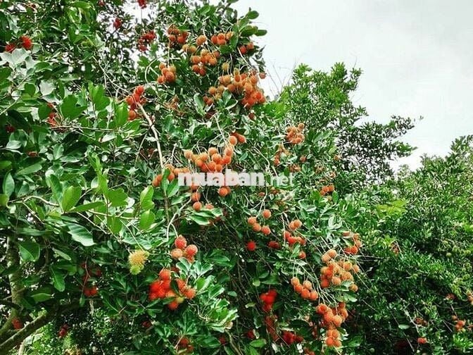 Bán gấp lô đất chôm chôm liền kề 400m2, ngang 13m có 200mtc sau trường