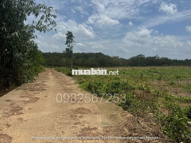 Bán gấp lô đất chôm chôm liền kề 400m2, ngang 13m có 200mtc sau trường