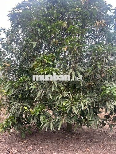 Bán rẻ lô đất 1 xào (16x63=1014m2) nở hậu 3m phía sau KCN Bắc Đồng Phú