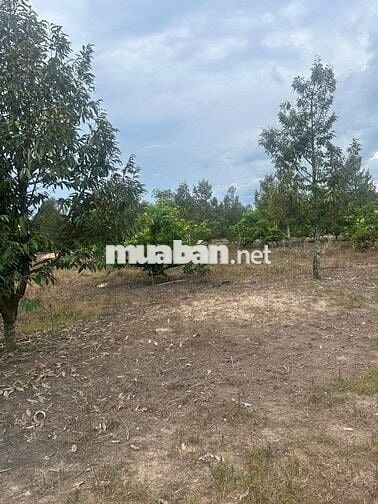 Bán rẻ lô đất 1 xào (16x63=1014m2) nở hậu 3m phía sau KCN Bắc Đồng Phú