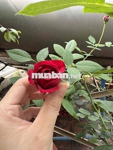 ĐẤT NỀN FULL THỔ KDC VĨNH THẠNH CENTER