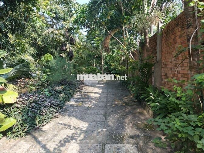 Phòng trọ chothuê Cù Lao Phố, Hiệp Hòa 25m2 Đặng Văn Trơn View SânVườn