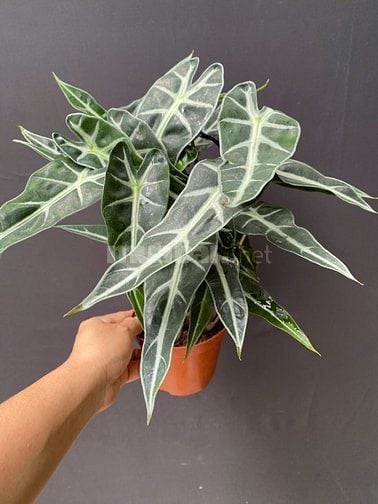 Chợ cây cảnh decor -Cây xanh mini trang trí bàn làm việc, phòng khách