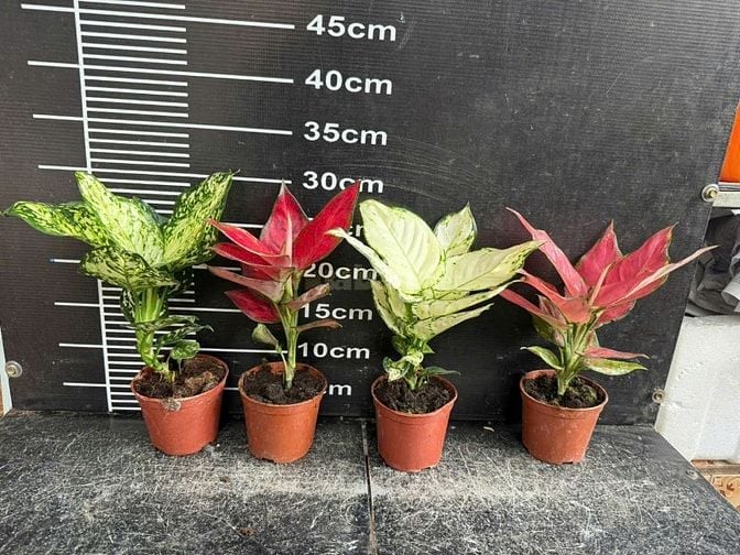 Chợ cây cảnh decor -Cây xanh mini trang trí bàn làm việc, phòng khách