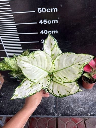 Chợ cây cảnh decor -Cây xanh mini trang trí bàn làm việc, phòng khách