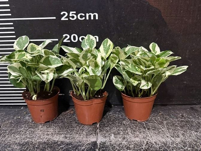 Chợ cây cảnh decor -Cây xanh mini trang trí bàn làm việc, phòng khách