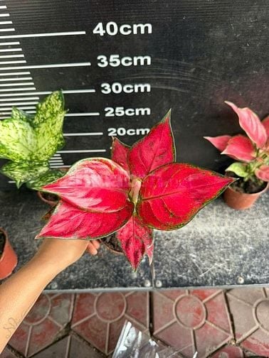 Chợ cây cảnh decor -Cây xanh mini trang trí bàn làm việc, phòng khách