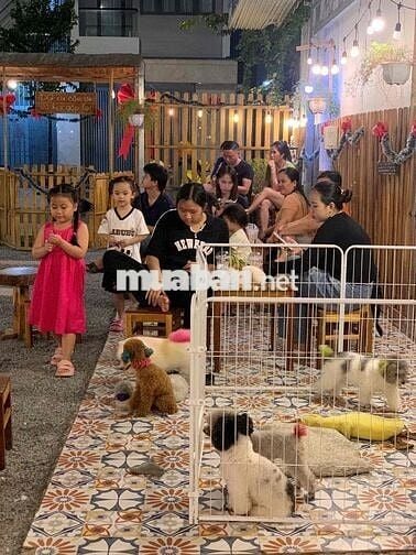 Sang quán Cafe thư cưng hot tại Cần Thơ