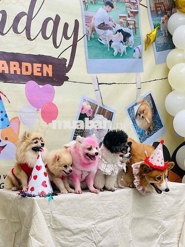 Sang quán Cafe thư cưng hot tại Cần Thơ