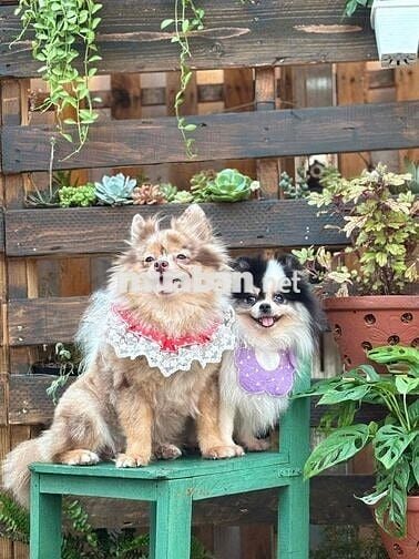 Sang quán Cafe thư cưng hot tại Cần Thơ